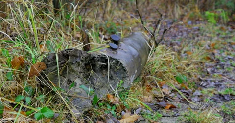 Cutted trees Stock Footage 44247840