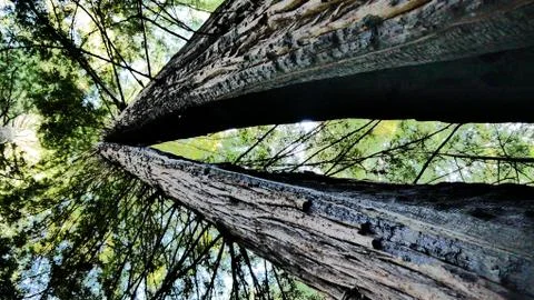 Cutted trees Stock Photos