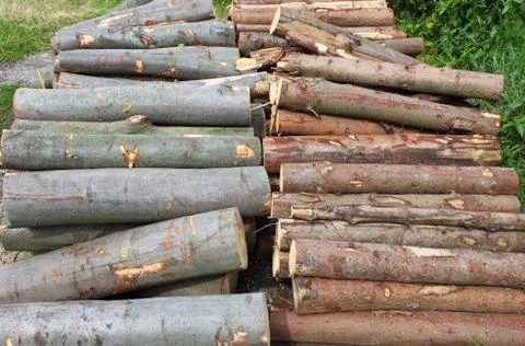Cutted trunks Stock Photos