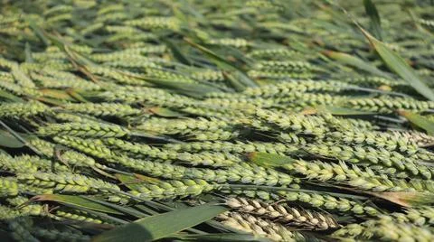 Cutted wheat grass Foto stock