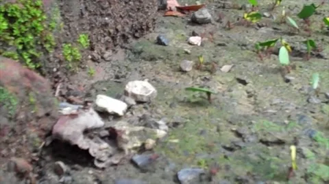 Cutter Ants Close Up Timelapse Stock Footage 39962466