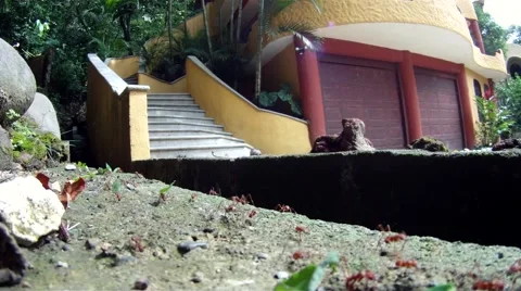 Cutter Ants low angle Real time Stock Footage 39962501