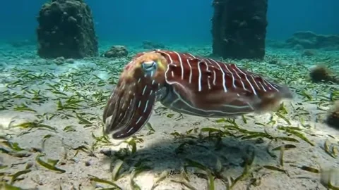 Cutter fish in the sea Stock Footage 317739194