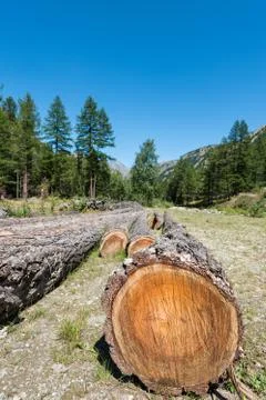 Cuttes trunks and barks in a mountain landscape Stock Photos