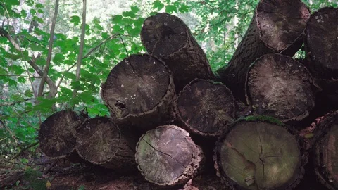 Cuttet trunks in the forest with changing sunlight through the leaves Stock Footage 97070979