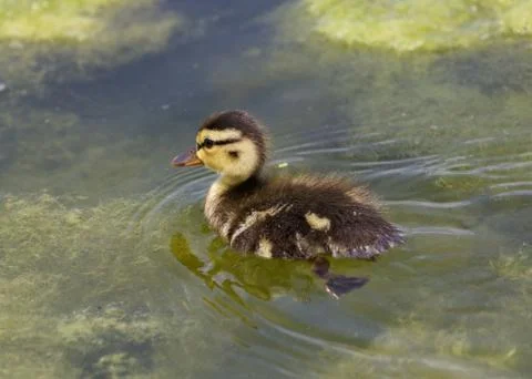 Cuttie of the ducks Stock Photos