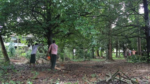 Cutting and Felling Tree with Chainsaw Stock Footage 80729896