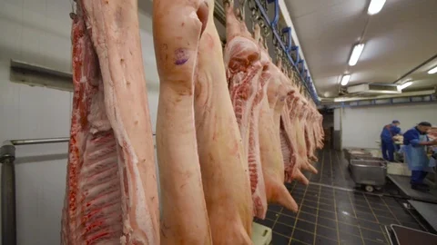 Cutting and processing of meat. Pork carcasses against the background of a meat- 库存影片 99552089