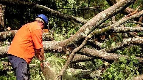 Cutting and Removing fallen trees Stock Footage 119389963
