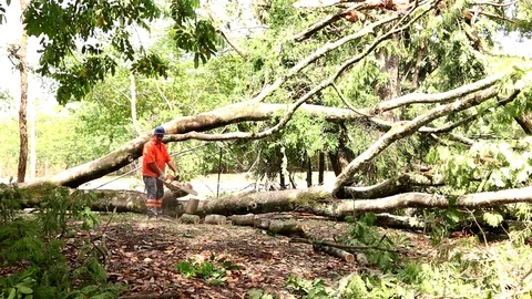 Cutting and Removing fallen trees Stock Footage 119389982