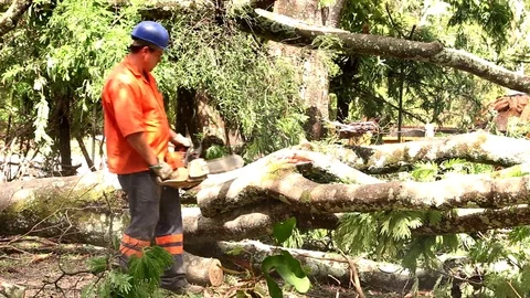 Cutting and Removing fallen trees Stock Footage 119390142