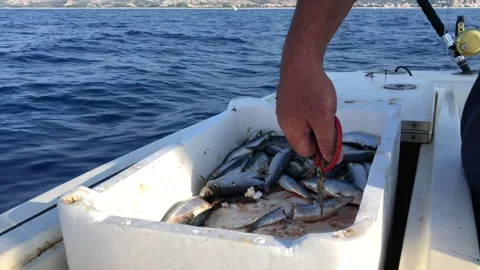Cutting and throwing bait in the water Stock Footage 143767458