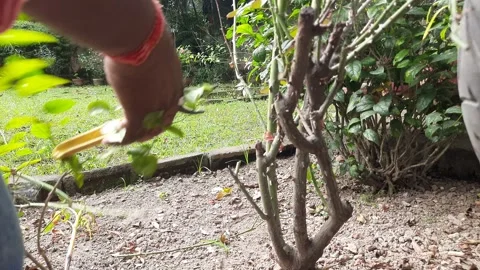Cutting and Trimming dry twigs of Rose Plants with Garden Scissors. Stockbeeldmateriaal 289061814