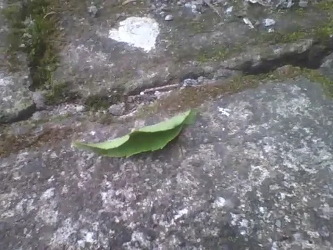 Cutting ant carries a leaf and throws it into the hole in the botanical garden Stock Footage 162682280