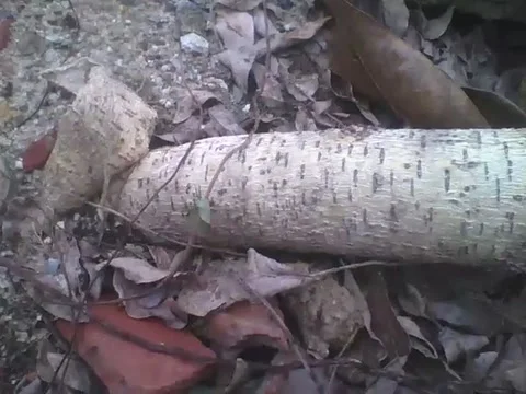 Cutting ant carrying a small leaf, passing through a tree trunk near forest Stock Footage 159435308