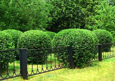 Cutting-back Stock Photos