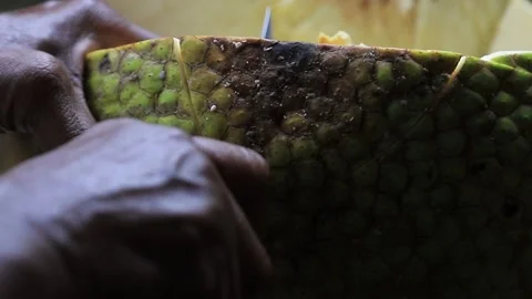 Cutting a bad section out of a breadfruit (Artocarpus altilis) Stock Footage 155546905