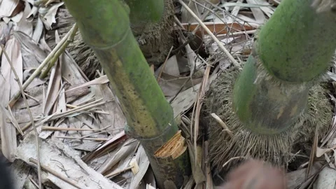 Cutting bamboo Stock Footage 346146539