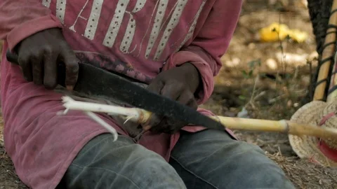 Cutting Bamboo with a Machete co Stock Footage 115728219