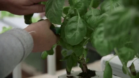 Cutting Basil in a Greenhouse Stock Footage 69860358