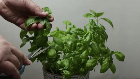 Cutting basil leaves with scissors from a bush side view Stock Footage 170718021