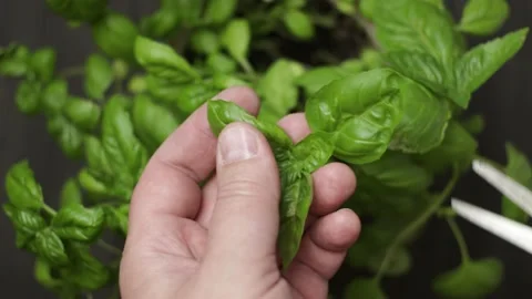 Cutting basil leaves with scissors from a bush top view Stock Footage 170718099