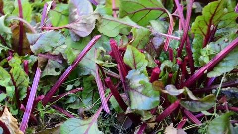Cutting beet tops Stock Footage 171190865