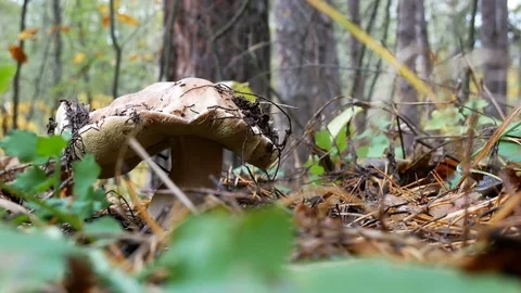 Cutting big mushroom in forest Stock Footage 82702026