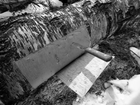 Cutting birch bark from a birch tree Stock Photos