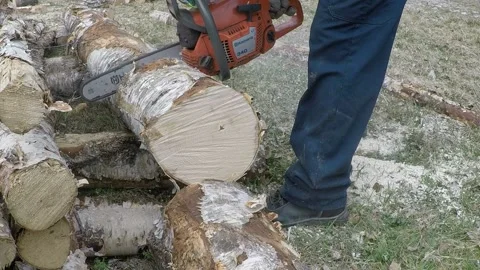 Cutting birch for firewood with chainsaw Stock Footage 145367405