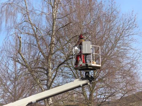 Cutting birch tree Stock Photos