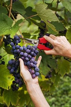 Cutting blue Grapes from vines during wine harvest Stock Photos