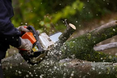 Cutting of the branch with a chainsaw Foto stock