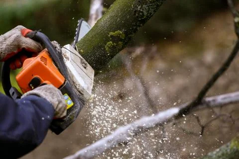 Cutting of the branch with a chainsaw Foto stock