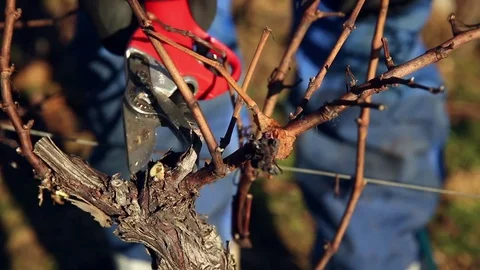 Cutting branch Stock Footage 74661606