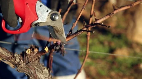 Cutting branch Stock Footage 74662871