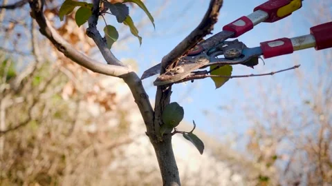 Cutting the branch from the fruit Stock Footage 230049410