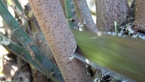 Cutting a branch of maple with a manual metal saw and fall of a branch Stock Footage 236902186