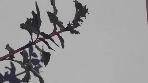 Cutting Branch on white background 動画素材 41719030