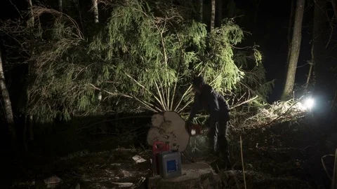 Cutting branches and logs of a fallen tree time-lapse Vidéo 81926150