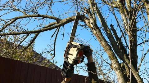 Cutting branches on the crown of a tree with a chainsaw Stock Photos