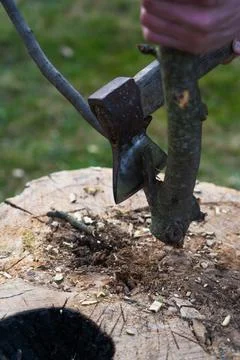 Cutting branches. Cutting a thin branch with an axe Stock Photos