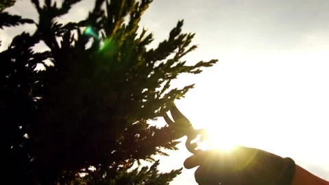 Cutting Branches Stock Footage 91321778