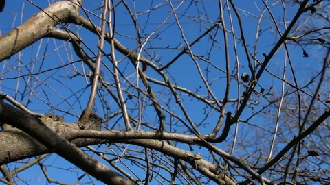 Cutting branches of fruit trees in spring. Video stock 126240727