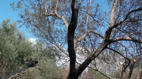 Cutting branches of olive trees with chainsaw (4) Stockbeeldmateriaal 22687163