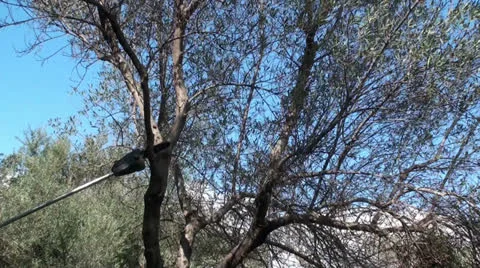 Cutting branches of olive trees with chainsaw (3) Stockbeeldmateriaal 22688136
