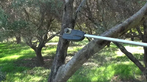 Cutting branches of olive trees with chainsaw (5) Видео 22688560
