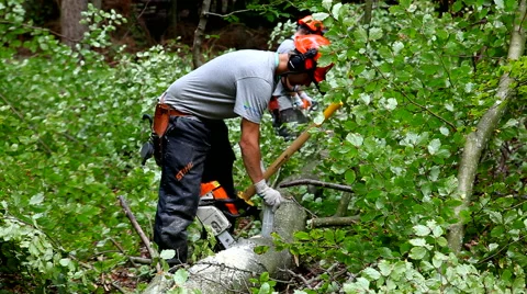 Cutting branches from a tree with a chainsaw Stock Footage 41746210