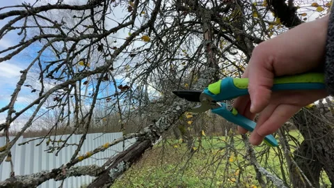 Cutting branches of tree, Garden work cut. Stock Footage 255204002