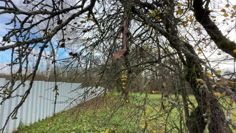 Cutting branches of tree, Garden work cut. Stock Footage 255204052